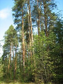 ���������� ����������� ������ ������ ���� �������� ������������ � ������ � ����������� ����������